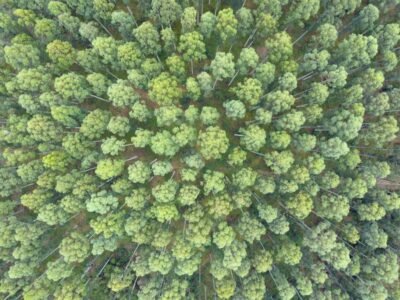 inventario-florestal